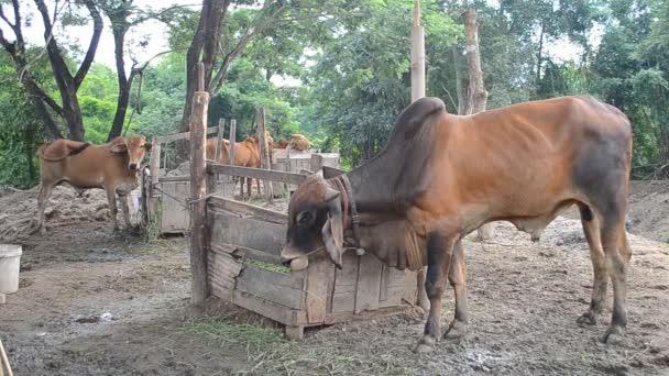 Grupa krów w gospodarstwie kraju, chiang mai, Tajlandia — Wideo stockowe