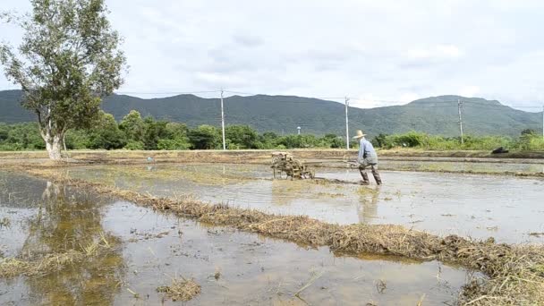 Trator de uso de fazendeiro que trabalha na fazenda para arroz vegetal da Tailândia — Vídeo de Stock