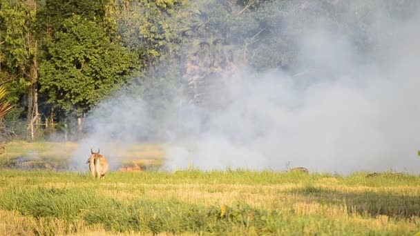 Ogień spalania słomy ryżowej w okolicy pola — Wideo stockowe