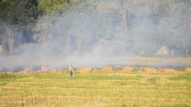 Fuego quema paja de arroz en el campo — Vídeo de stock