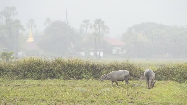 Asia buffalo in countryside field and raining — Stock Video