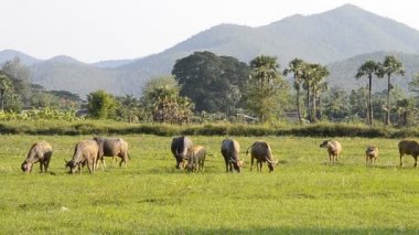 Tayland kırsal alandaki Asya buffalo grubu