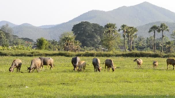 Groupe de buffles d'Asie dans le domaine rural de Thaïlande 
