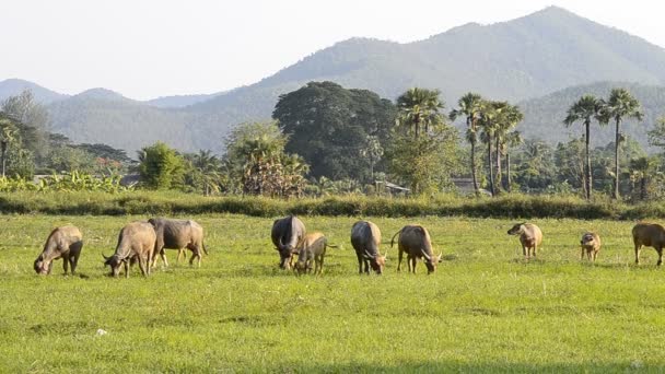 Asie buffalo skupina v krajině oblasti Thajska — Stock video