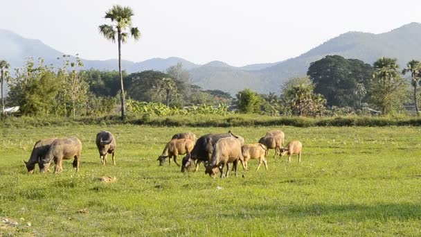 Asia buffalo group in countryside field of thailand — Stock Video