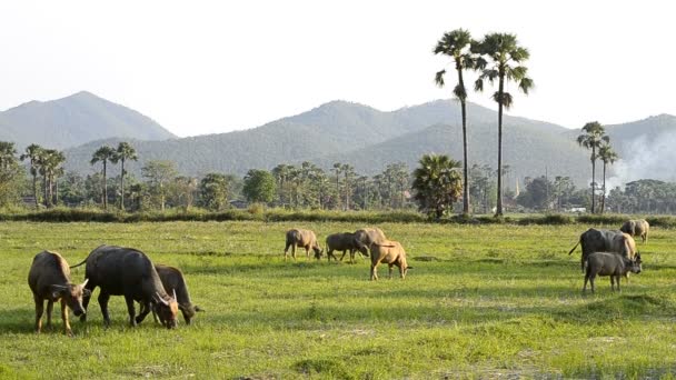 Azië buffalo groep in platteland veld van thailand — Stockvideo