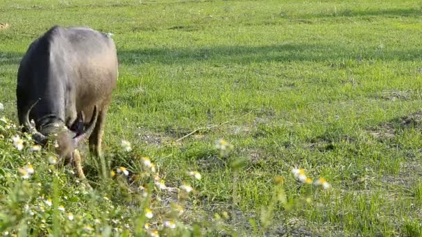 Asia búfalo en el campo campo de Tailandia — Vídeo de stock