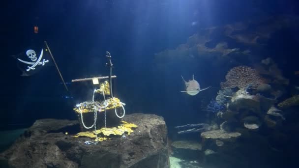 Моделирование больших аквариумов под водой и плавание акул в боку — стоковое видео