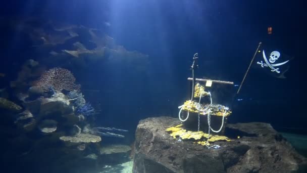 Grandes simulaciones de acuario bajo el mar y el tiburón nadando al costado — Vídeo de stock