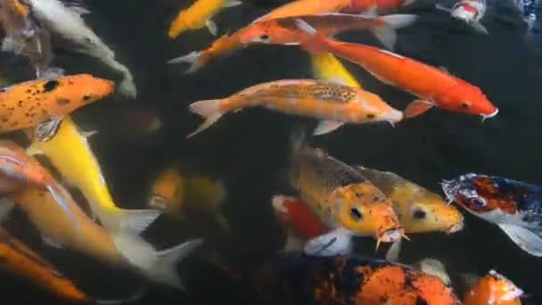 Bonito peixe carpa nadando na lagoa — Vídeo de Stock