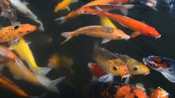 Beautiful carp fish swimming in pond — Stock Video