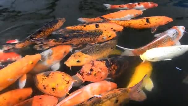 Beautiful carp fish swimming in pond — Stock Video