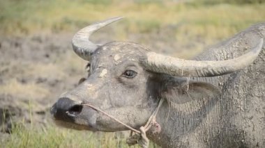 Tayland ülke farm Buffalo'da Asya