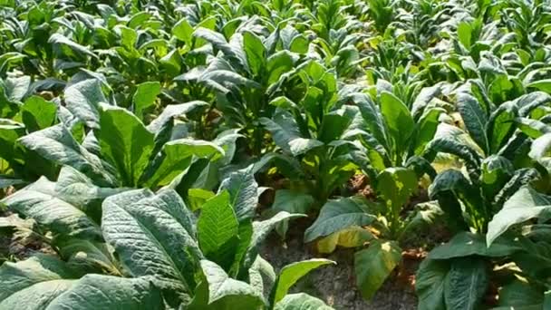 Farmer working plants tobacco in farm of thailand — Stock Video