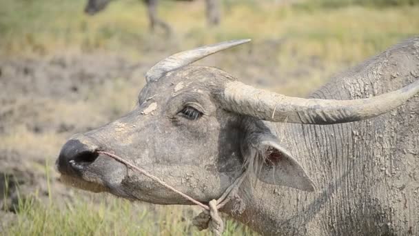 Buffle d'Asie dans la ferme de thaïlande 