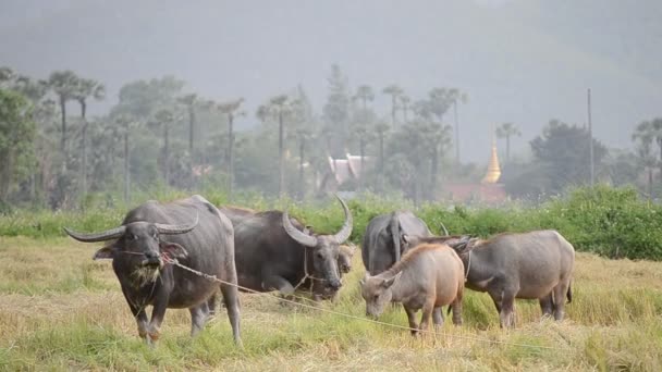 Búfalo bandada comiendo hierba en granja de campo de Tailandia Sudeste Asiático — Vídeos de Stock