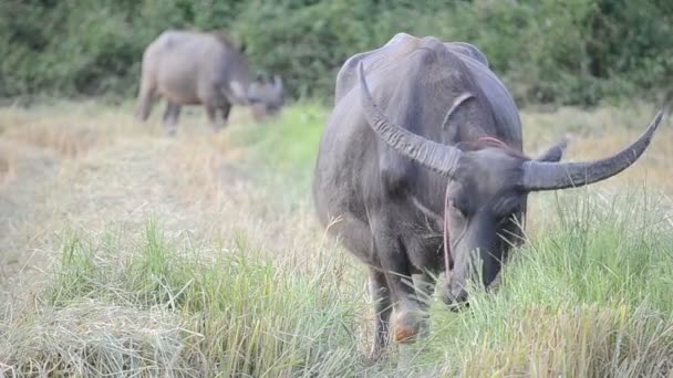 Buffalo Azji jedzenia trawa wiejski zagroda z Tajlandii — Wideo stockowe