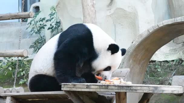 Милый гигантский панда медведь ест бамбук — стоковое видео