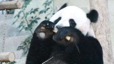 Bambu yiyen sevimli dev panda ayısı