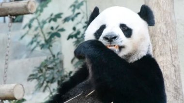 Bambu yiyen sevimli dev panda ayısı