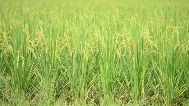Granja de arroz soplando en el viento — Vídeo de stock
