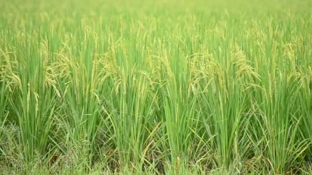 Ρύζι αγρόκτημα πνέει στον άνεμο — Αρχείο Βίντεο