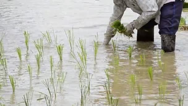 Agricultor planta de trabajo arroz en la granja de Tailandia sureste de Asia — Vídeo de stock