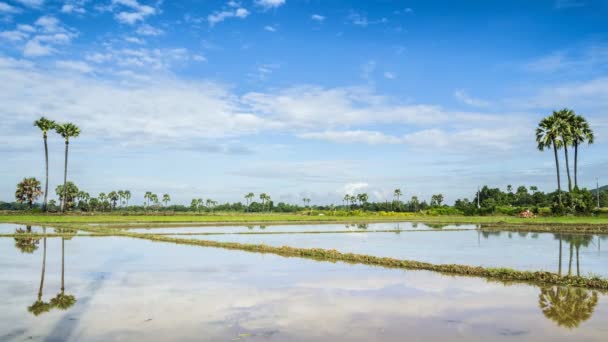 Waktu bagi petani yang bekerja di lahan pertanian untuk tanaman padi dan langit biru yang indah — Stok Video