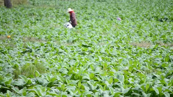 Tobacco farm and farmer take apply fertilizer for plants — Stock Video