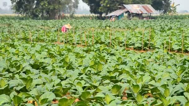 Planta de tabaco y agricultor que trabaja en una granja de campo — Vídeos de Stock