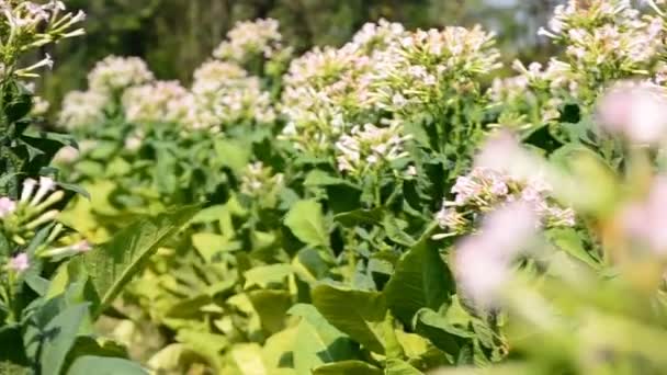 Fleurs de tabac à la ferme usine de Thaïlande — Video