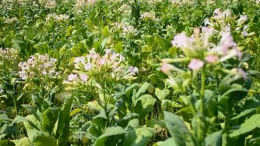 çiftlik bitki Tayland tütün çiçeği.