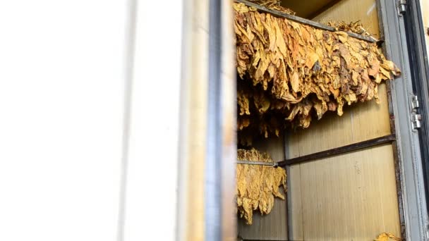 Foglia secca di tabacco in stufa — Video Stock