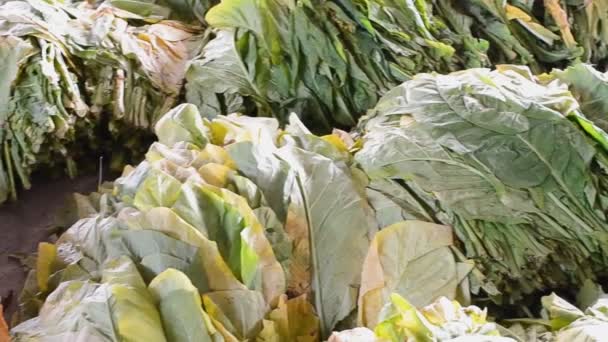 Ферма табачных листьев ждет выпечки на фабрике — стоковое видео