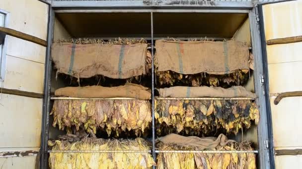 ストーブの工場で乾燥タバコ葉 — ストック動画