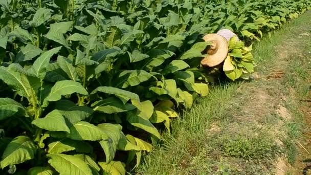 Agricultor cosecha hoja de tabaco en planta de granja — Vídeo de stock