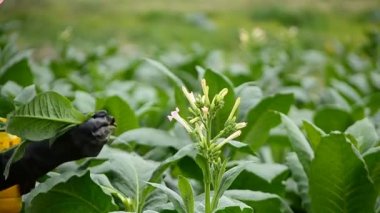 Çiftçi tütün çiçeği çiftliği tesisine Seç