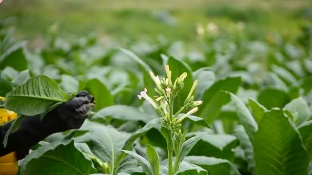 Landwirt pflückt Tabakblume in Hofpflanze — Stockvideo
