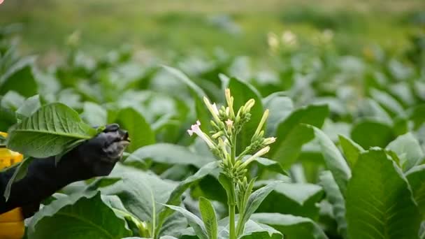 Farmer cueillette fleur de tabac dans la plante agricole 