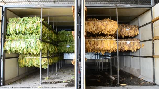 Tabákové listy v továrně kamna (syrové a suché) — Stock video