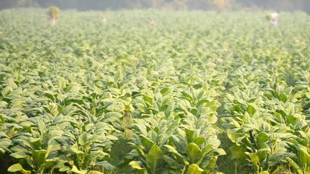 Planta de tabaco e agricultor removem folha de tabaco forma fazenda país — Vídeo de Stock