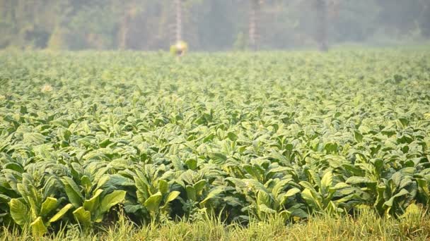 Planta de tabaco y agricultor retiran hoja de tabaco granja de campo — Vídeo de stock
