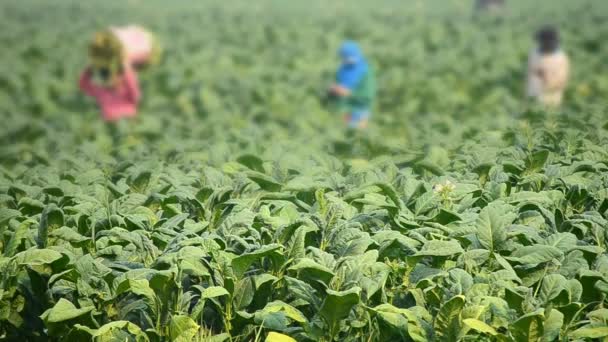 Табачное растение и фермер удаляют табачные листья с фермы — стоковое видео