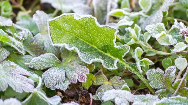 Zeitraffer-Frost beim Schmelzen der Blätter — Stockvideo