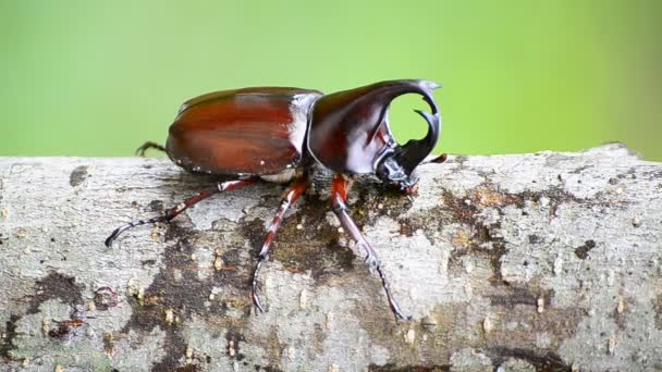 Scarabeo cervo che cammina sul ramo — Video Stock