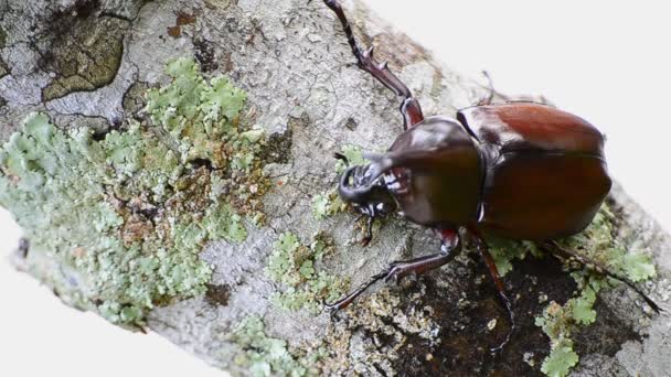 Stag beetle on branch — Stock Video