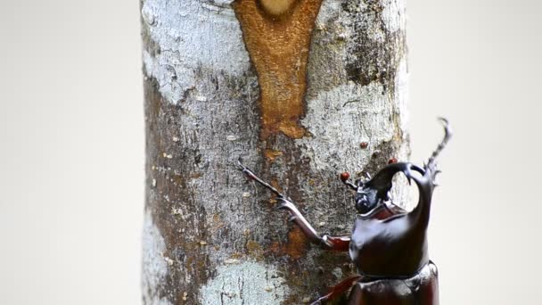 Stag beetle walking on branch — Stock Video