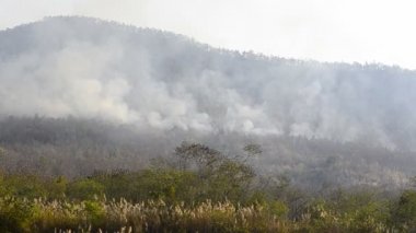 Tayland dağ orman yangını