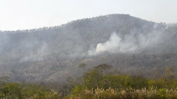 Wildvuur in berg van thailand — Stockvideo