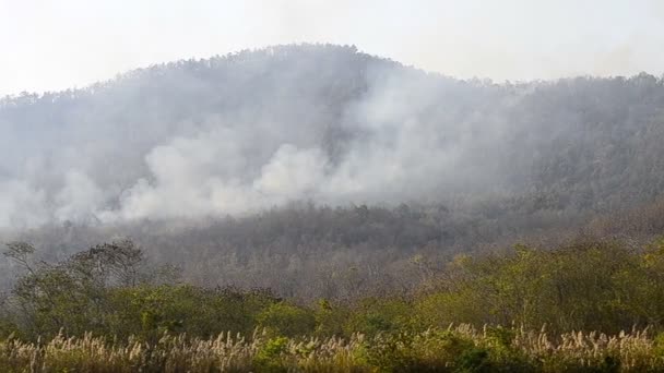 Incendio in montagna della Thailandia — Video Stock
